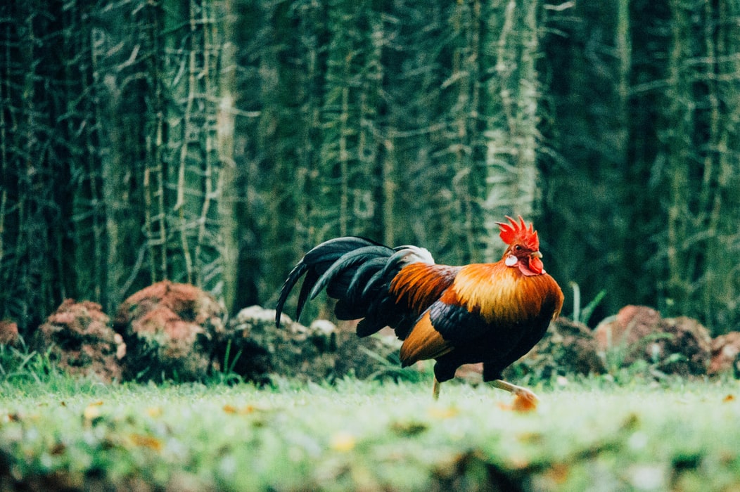 Permainan Sabung Ayam S128