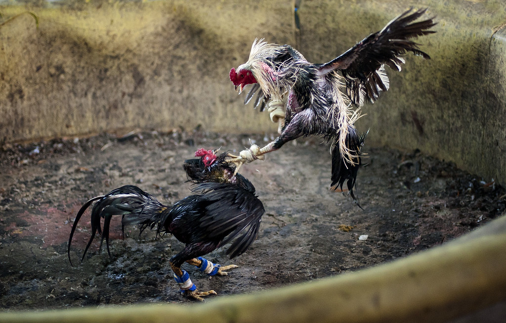 Bermain Sabung Ayam Online Yang Benar