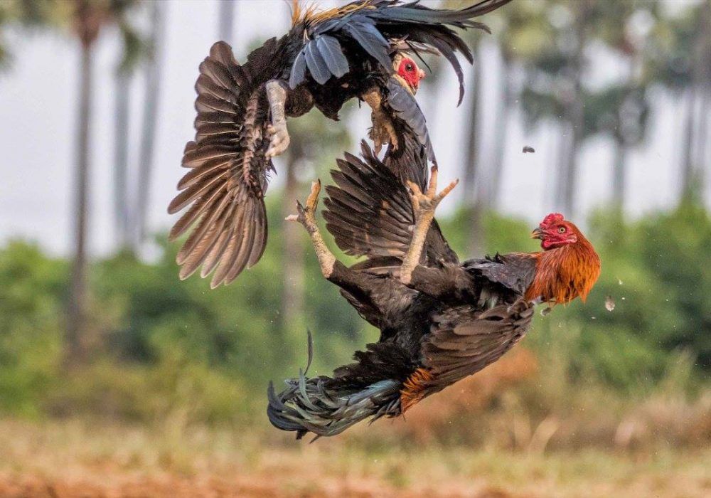 Alasan Main Sabung Ayam untuk Banyak Orang