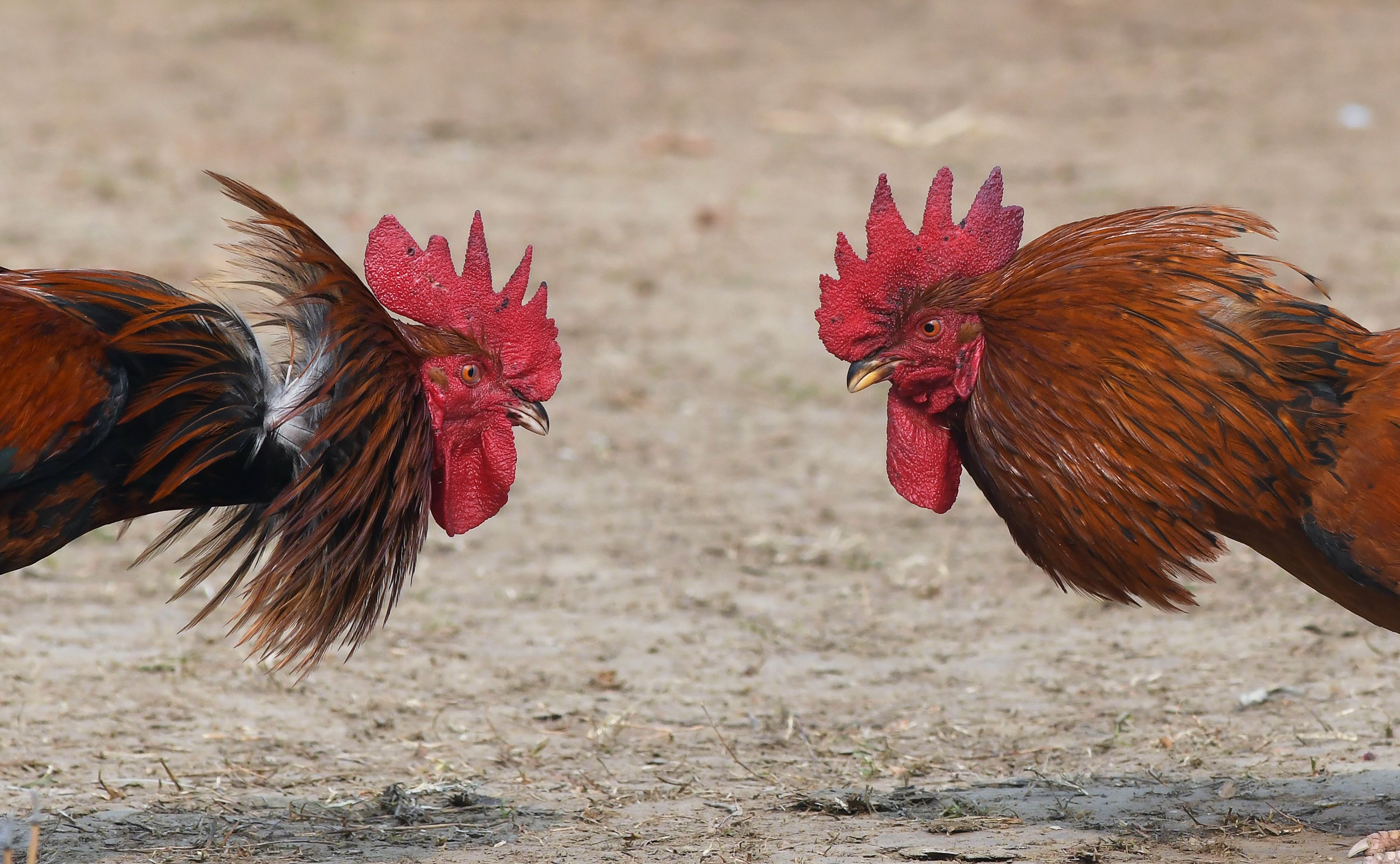 Aturan bermain sabung ayam online